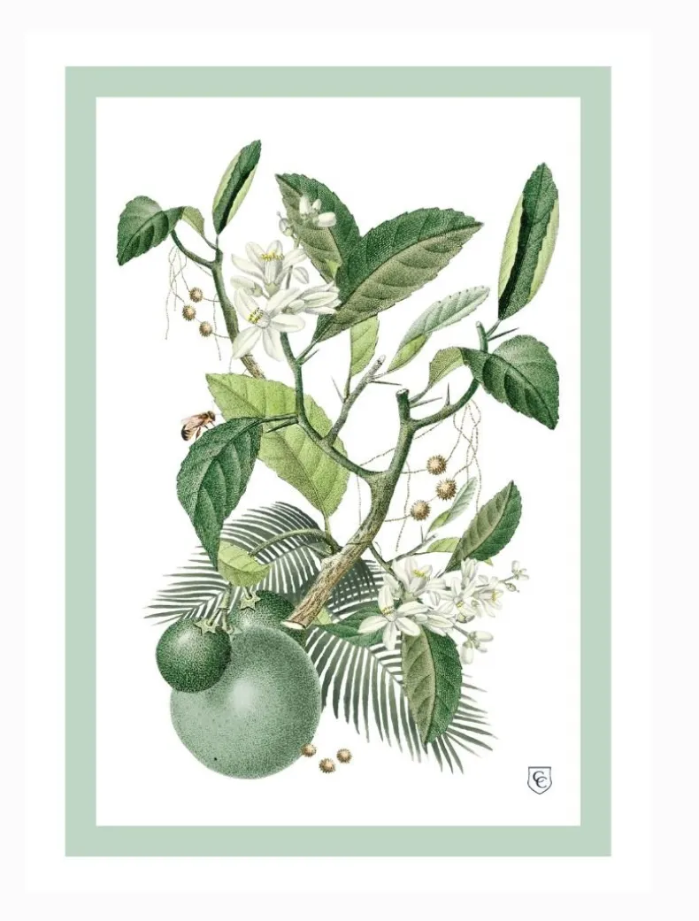 CC Botanical Tea Towel Limes