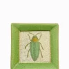 Exotico Wall Plate Buprestis