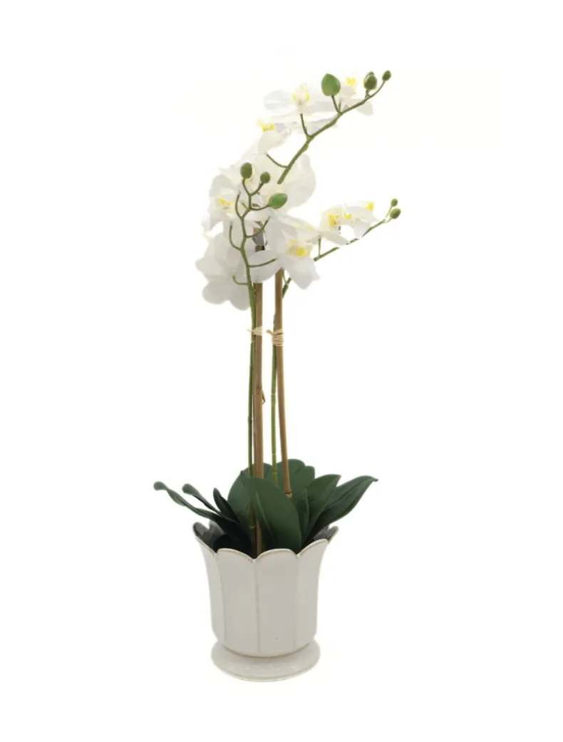 Orchid Phalaenopsis (61cm) White