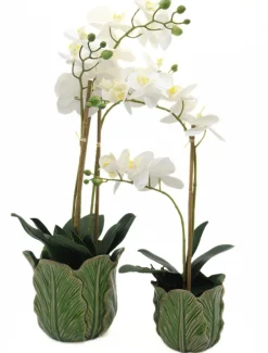 Orchid Phalaenopsis (61cm) White