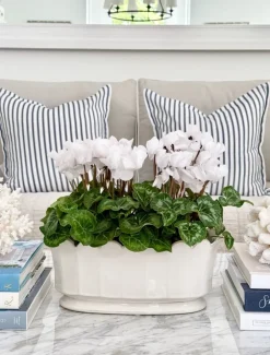 Scallop Planter White